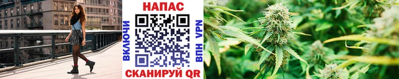 Бошки марихуана гибрид  блэк спрут tor  Магас 